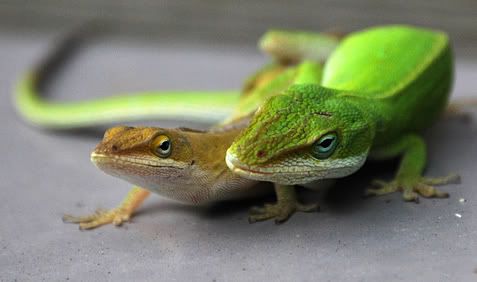 Lizzard32copy.jpg