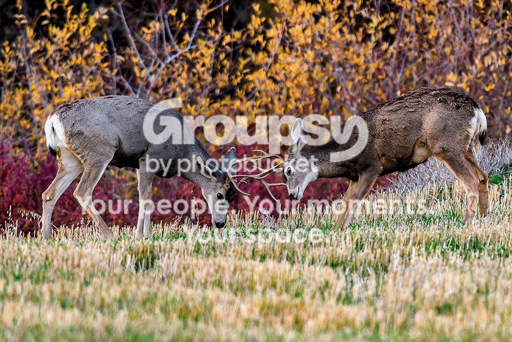 deer1_zps784a7e64.jpg~original