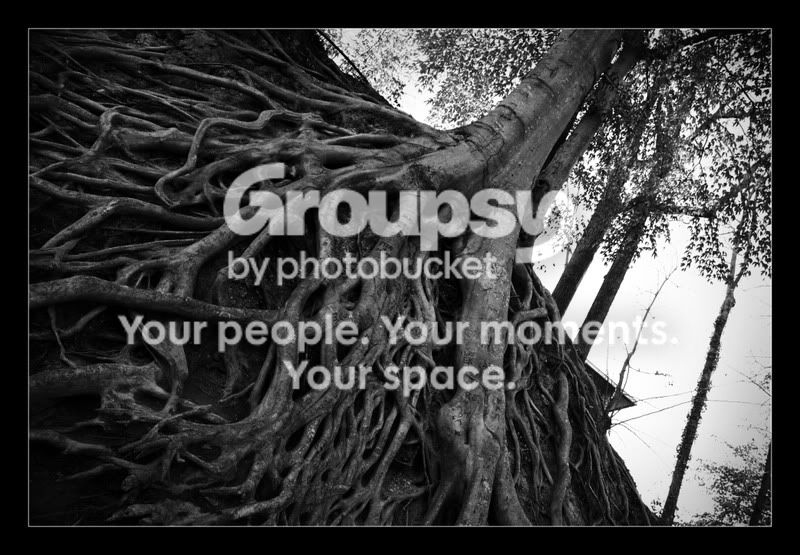 Root.jpg