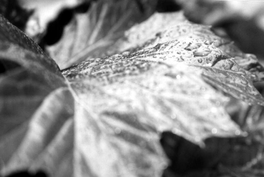 wetleaf.jpg