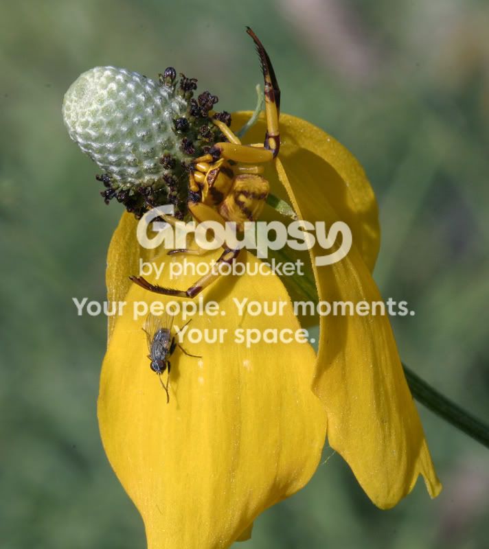 spider-y30034a.jpg