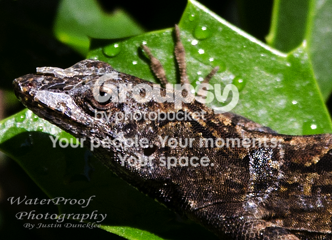 DSC_7316close.png
