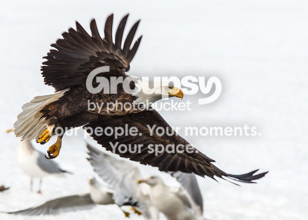 7eagles_zpsbff830dd.jpg