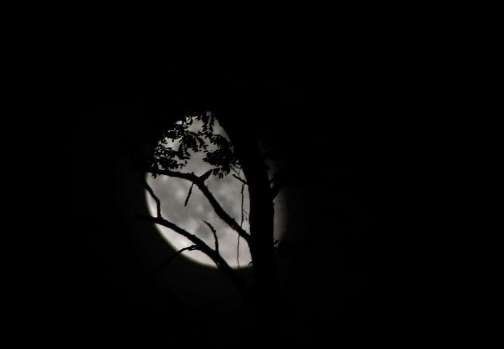 DSC061002.jpg