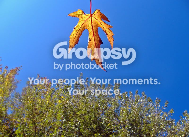 Leaves3.jpg