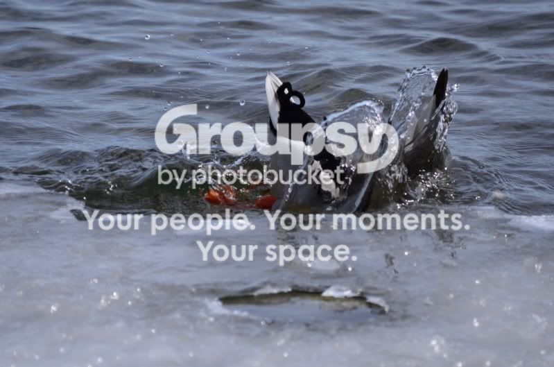 duck5.jpg