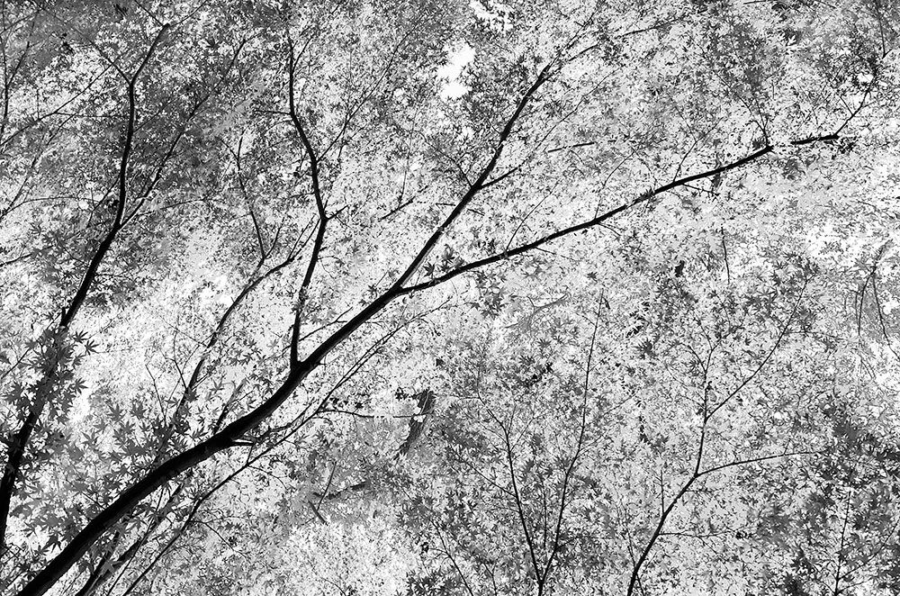 Tree-Abstract-Take-2-Web-Critiquelllll.jpg~original