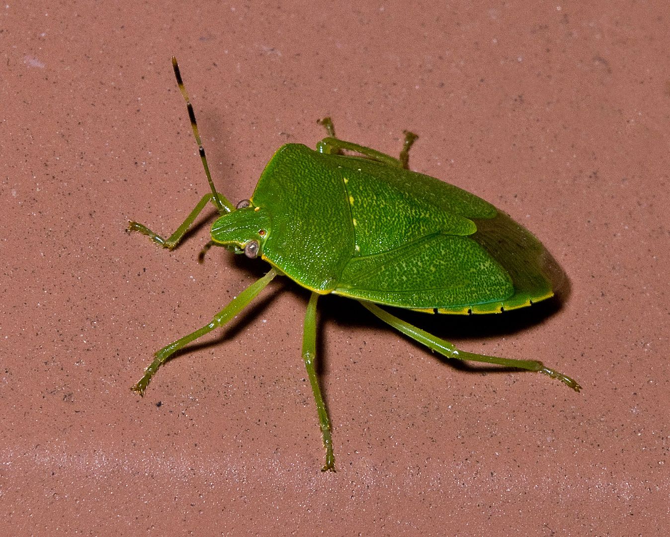 GreeenBug007copy.jpg