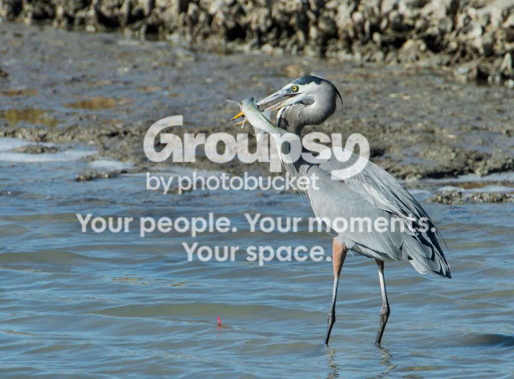 GreatBlueHeronw-Mullet_zps59460654.jpg