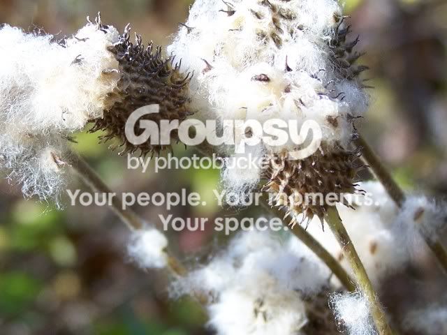 100_3973fluffyweeds.jpg