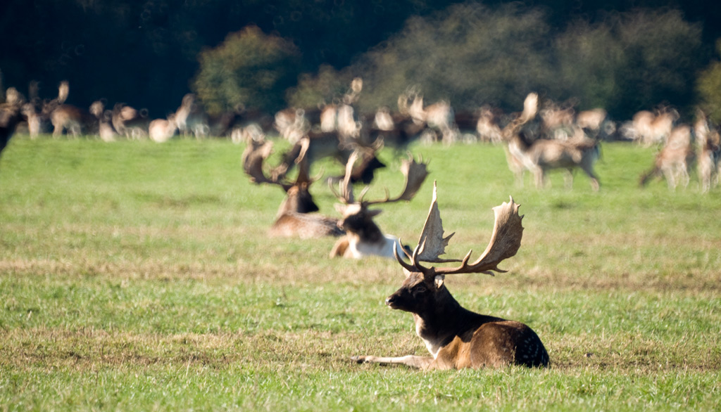 deer_12.jpg