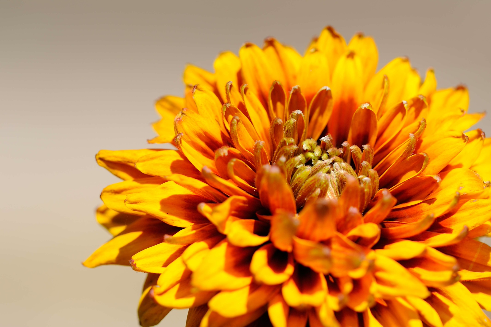 DSC_00257-X3.jpg