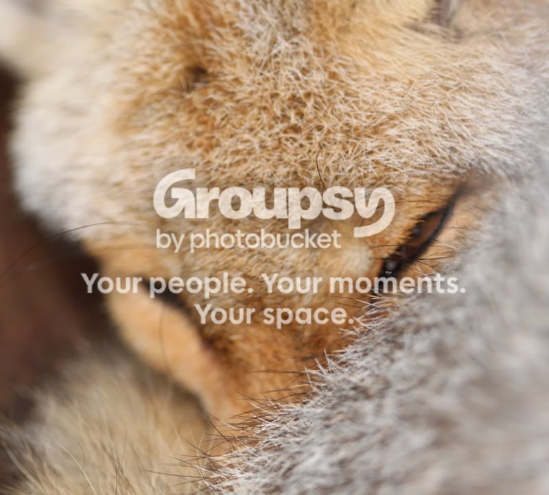 Sleepingfox-PinatChaiKatzrin.jpg