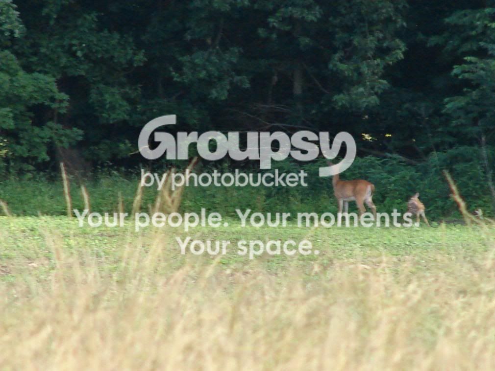 doesandfawns053.jpg