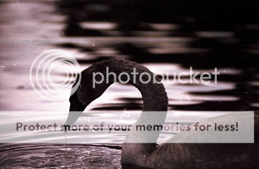 Image1.jpg