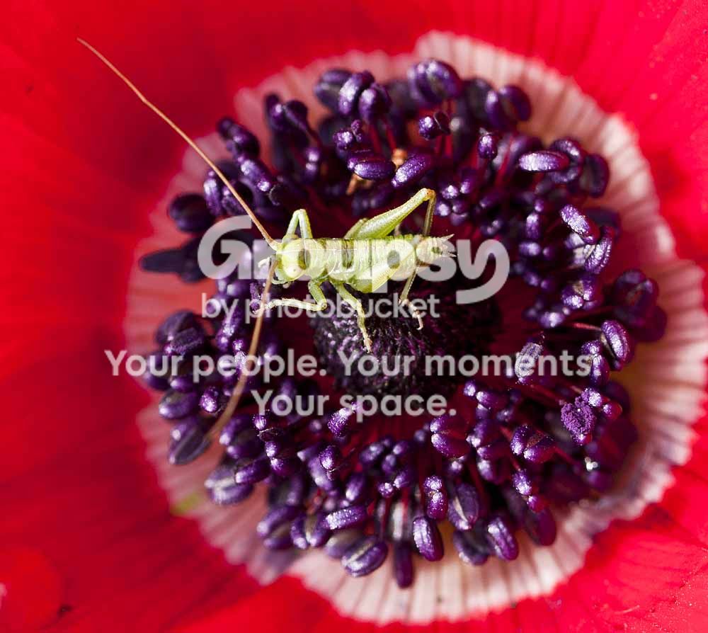 Grasshoppernymphontheinsideofaflower.jpg