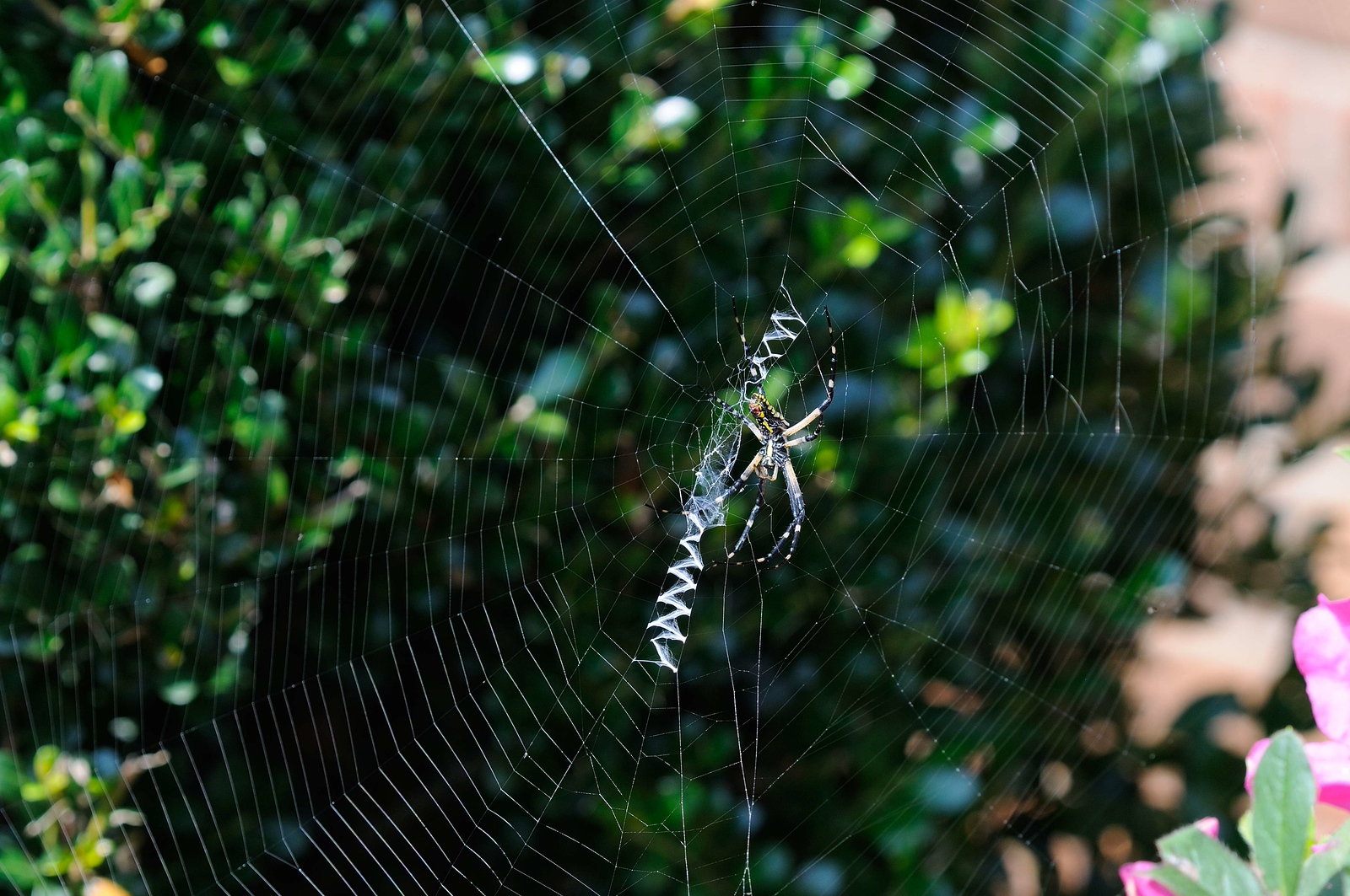 DSC_00004-X3.jpg