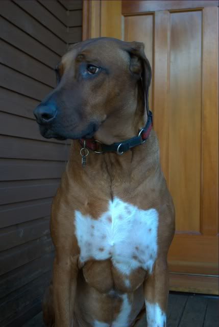 Taz004.jpg