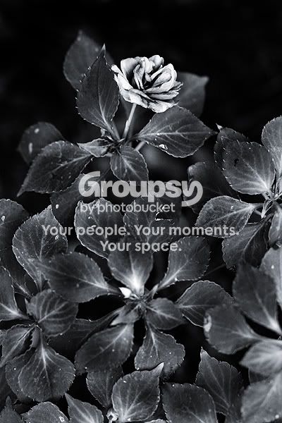flowerandleaves-sm.jpg