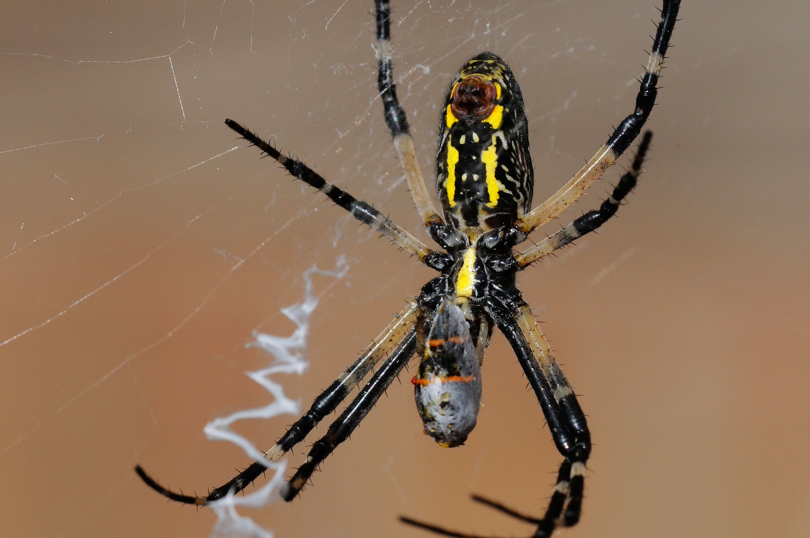 DSC_00100-X3.jpg