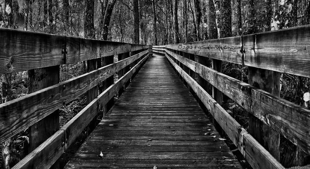 ForestBoardwalkBWwatermarked.jpg
