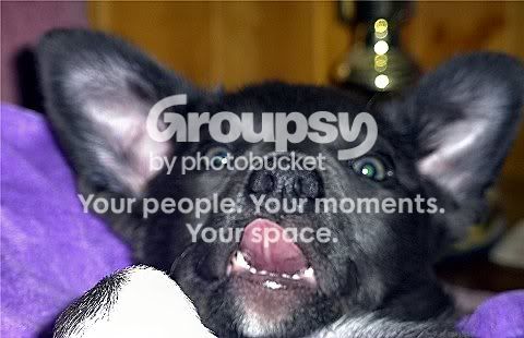 gizmo.jpg