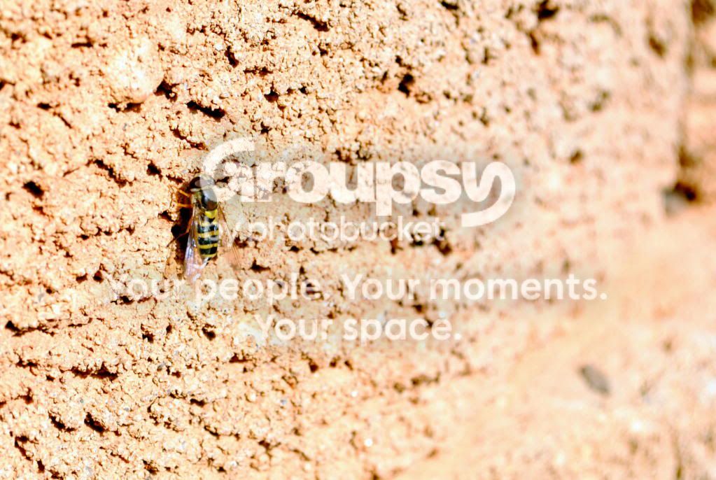 Bee.jpg