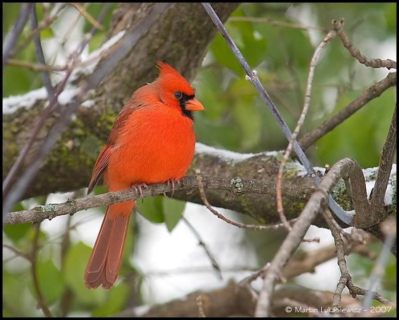 NorthernCardinala2.jpg