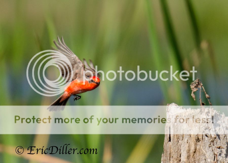 _ECD8573-copy900.jpg