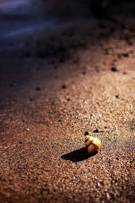 LakeShoreShells.jpg