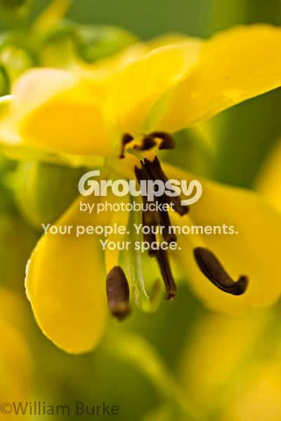 flower.jpg