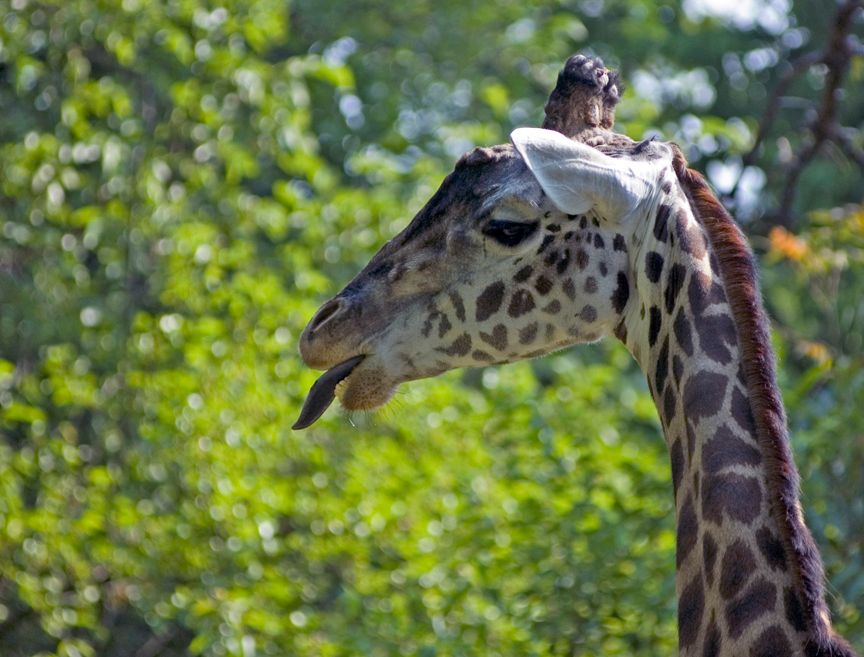 Giraffe052906002.jpg