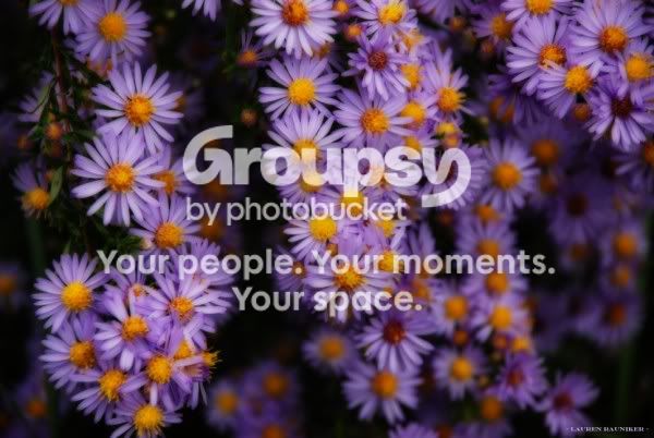 SmallPurpleWildflowers.jpg