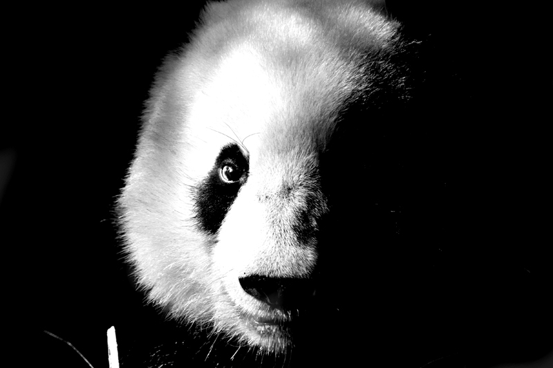 San%20Diego%20Zoo21-L.jpg