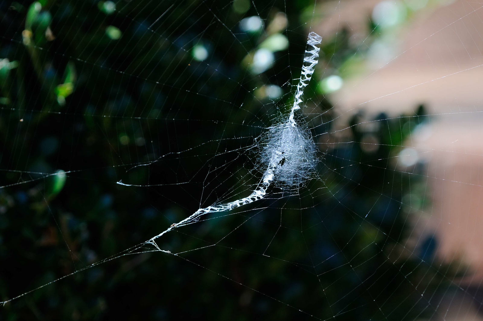 DSC_00004-X3.jpg