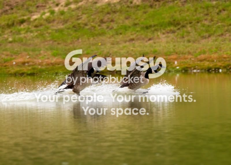 Geese-Landing-10.jpg