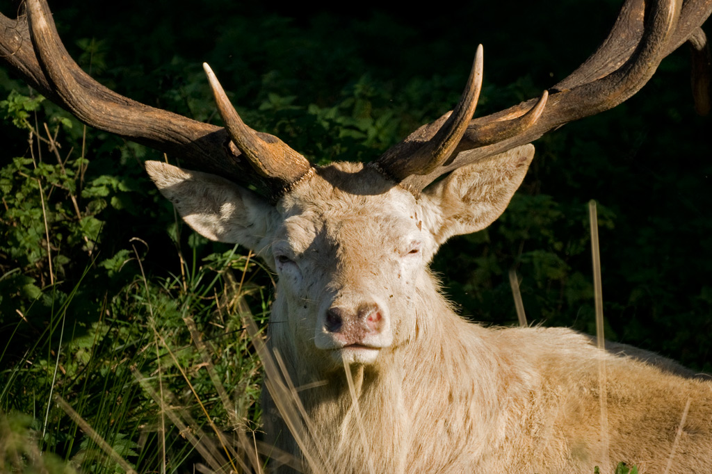 deer_16.jpg