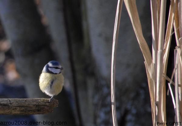 mesange-bleue-1patte.jpg