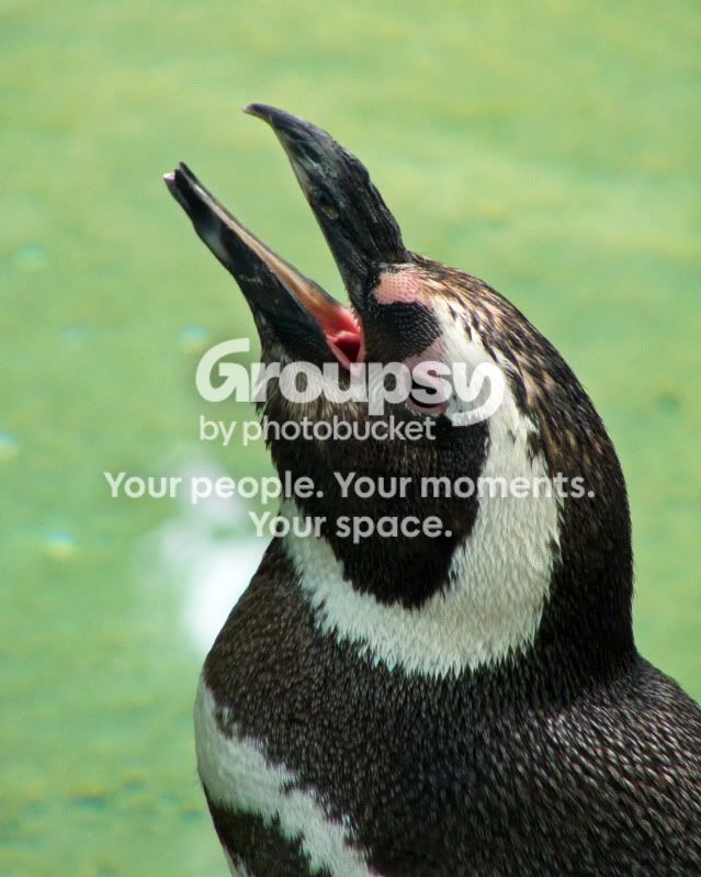 penguin2.jpg
