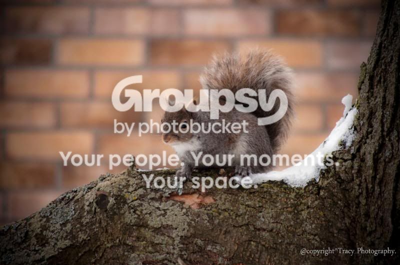 squirrel.jpg