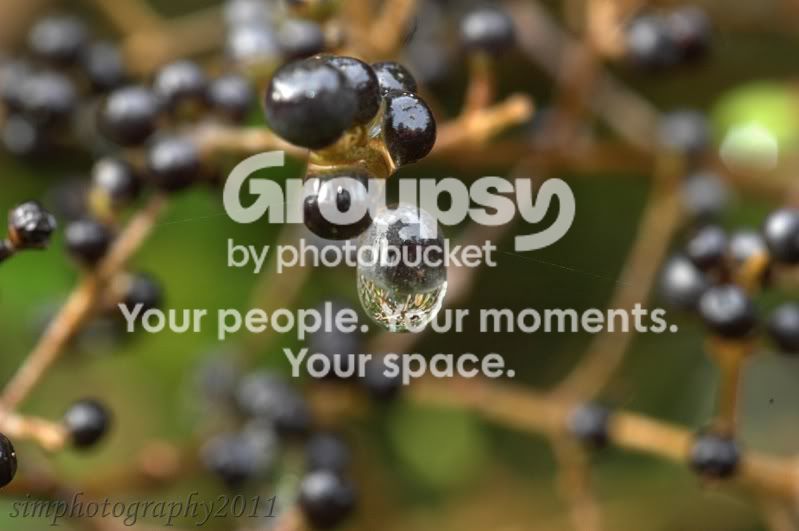 simonesphotos152.jpg