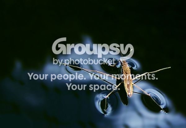 pondskater2aPB.jpg