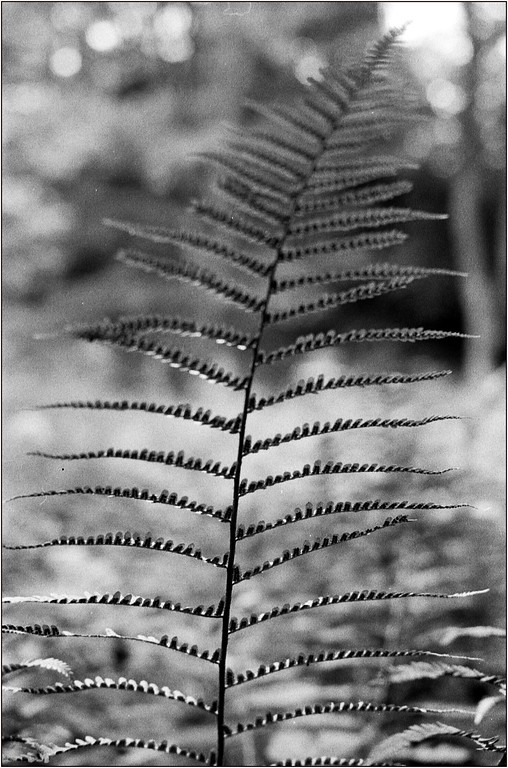 Scan-130728-0013-XL.jpg