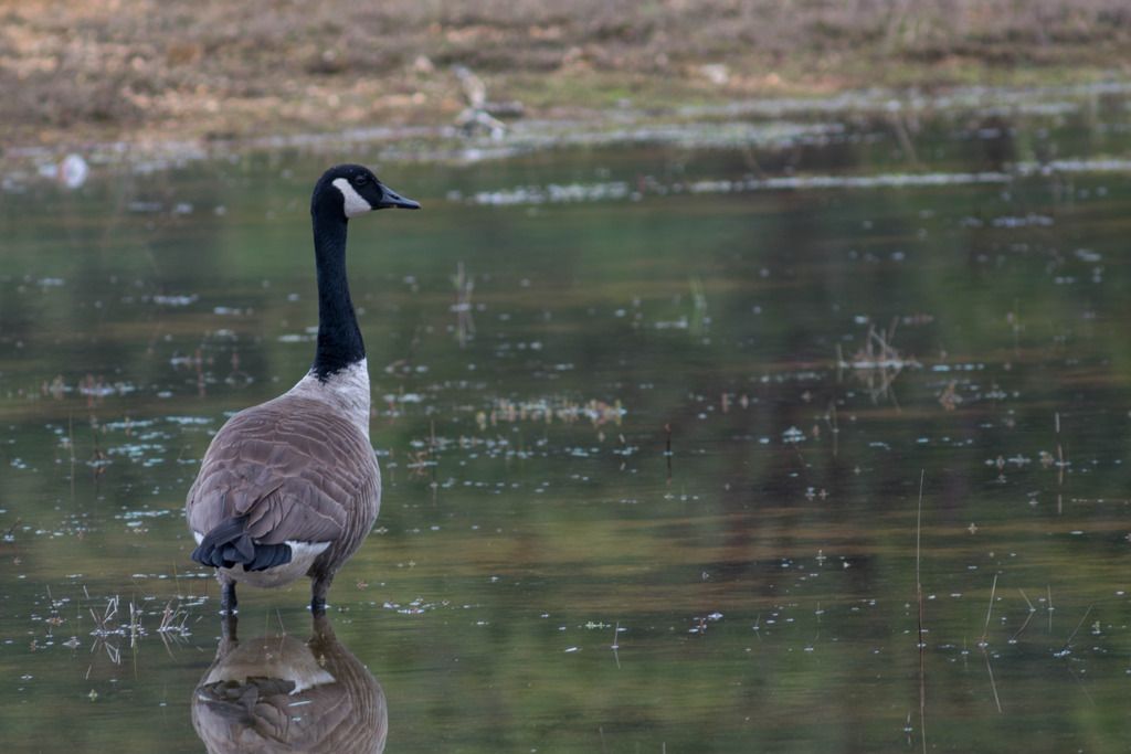 goose-standing-3_zpsfn99t3st.jpg