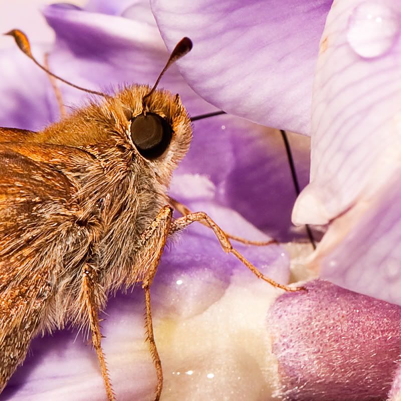 Nectar100.jpg