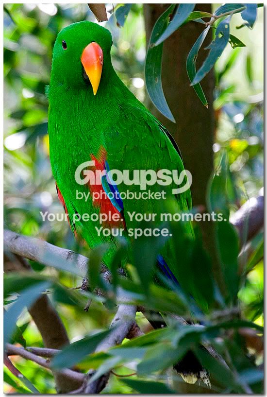 MelbrnParrot4.jpg