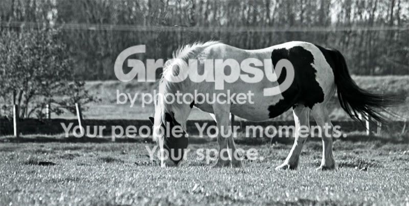 img007-pp-r.jpg