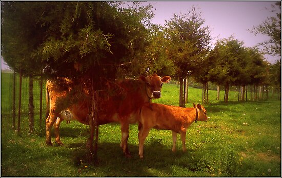 work.6079750.1.flat,550x550,075,f.mid-summer-mother-and-calf.jpg