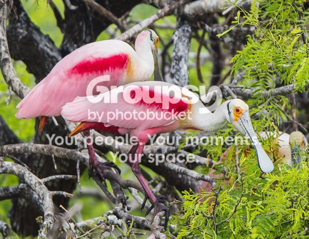 image_zps8ec6f9c8.jpg