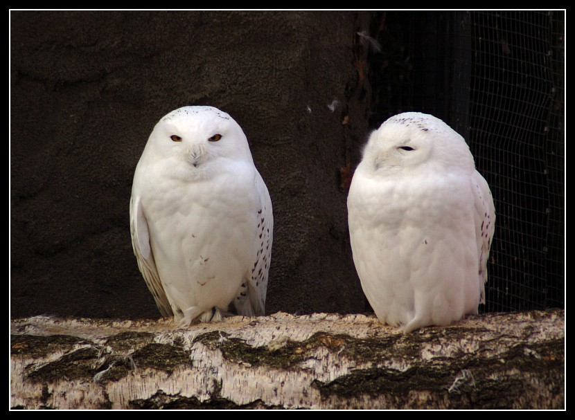 whitebird.jpg